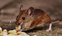 24 Hour & Emergency Exterminators in Palmerton, PA